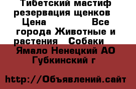 Тибетский мастиф резервация щенков › Цена ­ 100 000 - Все города Животные и растения » Собаки   . Ямало-Ненецкий АО,Губкинский г.